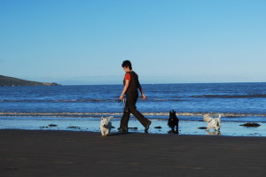 Dog Walking In Weston Super Mare