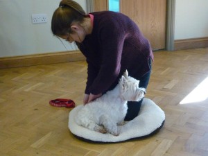 Massaging Holly The West Highland Terrier